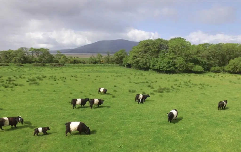 Belted Galloway cows at Caerlaverock Estate, Dumfries & Galloway